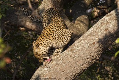 015-Leopard in Tree Cleans Up