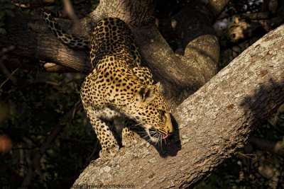016-Leopard in Tree Looking