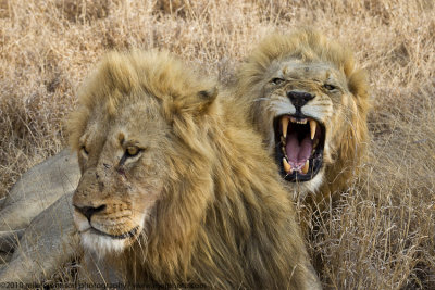 017-Lion Roars with Brother