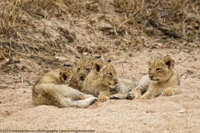 022-Lion Cubs