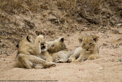 023-Lion Cubs