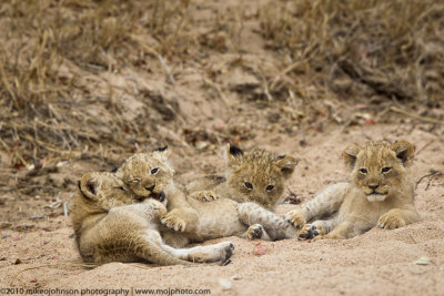 025-Lion Cubs