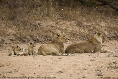 026-Lion Cubs with Mom