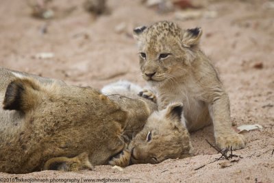 027-Lion Cubs with Mom
