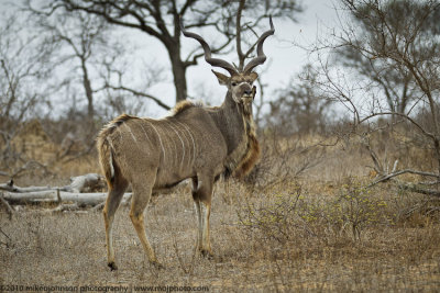 028-Kudu
