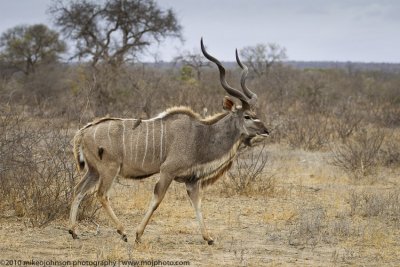 029-Kudu
