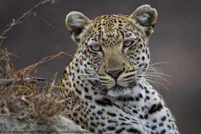 030-Leopard Portrait