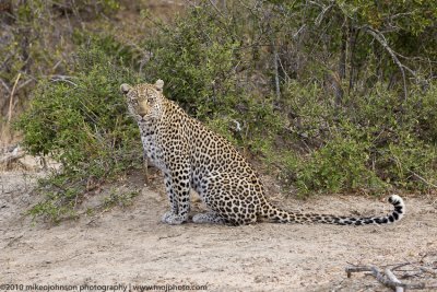 031-Leopard Sitting