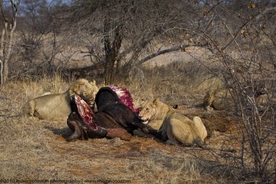 038-Lions Eating Cape Buffalo