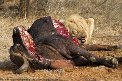039-Lion Eats Cape Buffalo