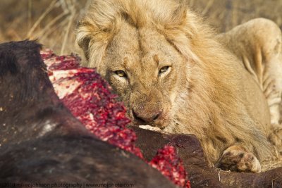 040-Lion Eats Cape Buffalo