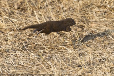 007-Dwarf Mongoose on the go