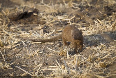 008-Dwarf Mongoose