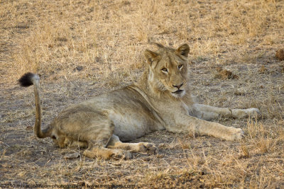 010-Lioness at Rest