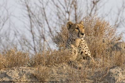 013-Cheetah Surveys the Bush