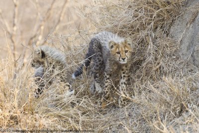 014-Cheetah Cubs