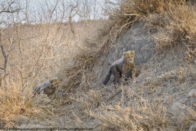 015-Cheetah Cubs