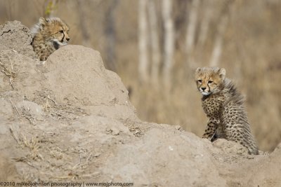 020-Cheetah Cubs wait for Mom