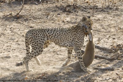 022-Cheetah with Duiker Kill