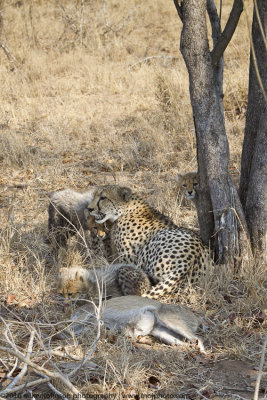 023-Cheetah Family Waiting to Eat