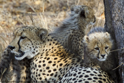 024-Cheetah with Cubs