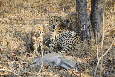 026-Cheetah Family with Kill