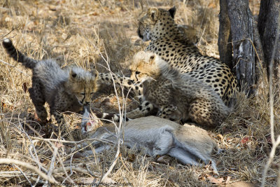 027-Cheetah Cubs Learn how to Eat