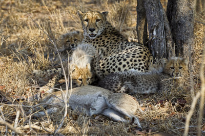 030-Cheetah Family with Kill