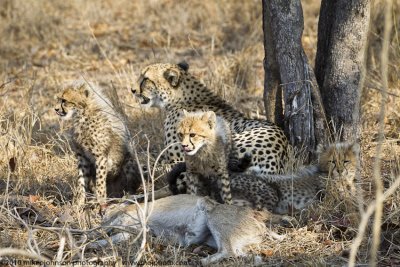 031-Cheetah Family with Kill