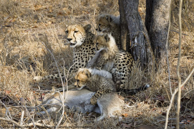 032-Cheetah Family with Kill