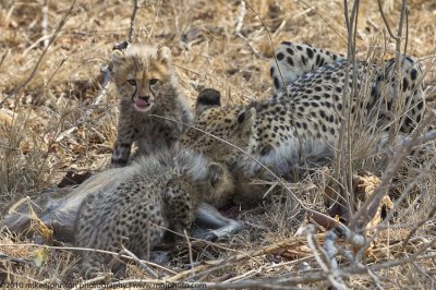 034-Cheetah's Eating Duiker