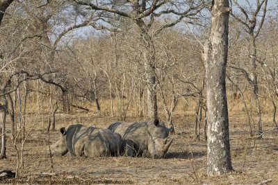 045-Pair of Rhinos