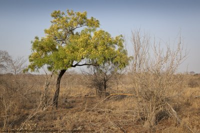 047-New Leaves of Spring