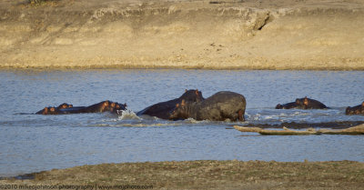 049-Hippos with Baby
