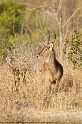 050-Bush Buck