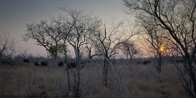 052-Cape Buffalo at Sunset
