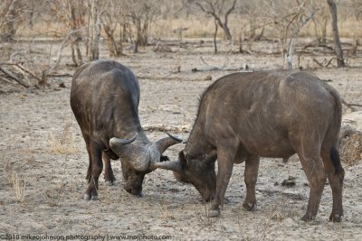 053-Buffalo Sparring