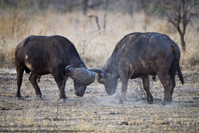 055-Buffalo Sparring