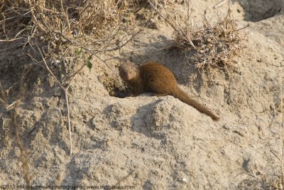 061-Dwarf Mongoose