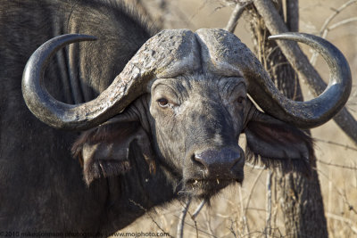 062-Buffalo Portrait