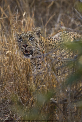 003-Leopard Comes out of Bush