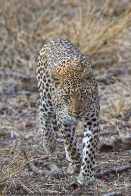 004-Leopard Walking at Me