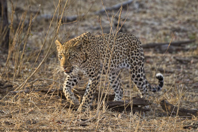 005-Leopard Walking