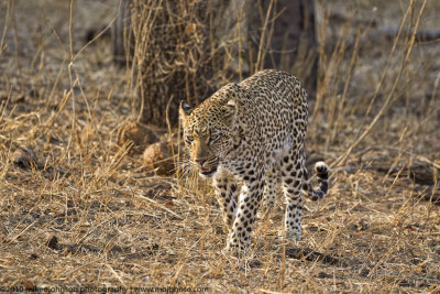 006-Leopard Walking
