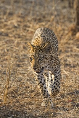 007-Leopard Walking