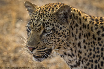008-Leopard Portrait