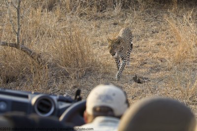 009-Leopard Approaches the Land Rover