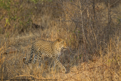 010-Leopard Walking