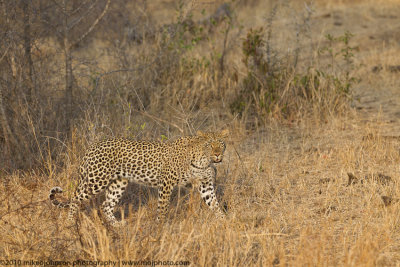 011-Leopard Walking