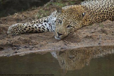 015-Leopard Reflection